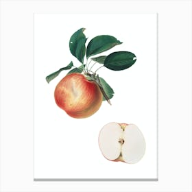 Vintage Apple Botanical Illustration on Pure White n.0279 Canvas Print