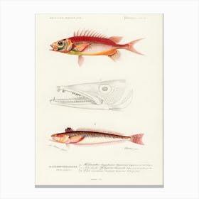 Different Types Of Fishes, Charles Dessalines D'Orbigny Canvas Print