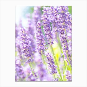 Purple Lavender Field Canvas Print