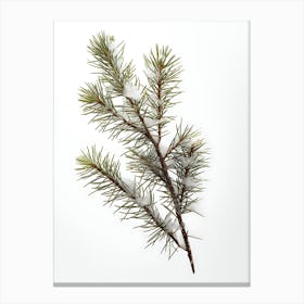 Pine Branch With Snow Canvas Print