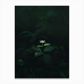 Single Flower In The Dark 61 Canvas Print