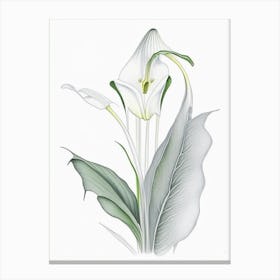 Zantedeschia Floral Quentin Blake Inspired Illustration 1 Flower Canvas Print