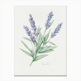 Lavender Herb Sprig - Textured Botanical Wall Print Set | Floral Collection Art Print Canvas Print