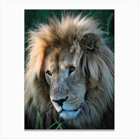 Lion Portrait Color Canvas Print