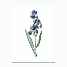 Vintage Dalmatian Iris Botanical Illustration on Pure White n.0549 Canvas Print