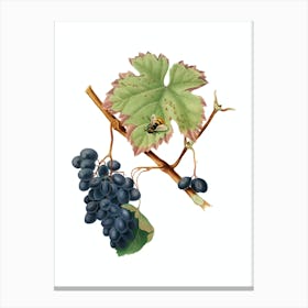 Vintage Barbera Grape Botanical Illustration on Pure White n.0154 Canvas Print