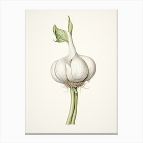 Garlic Vintage Botanical Herbs 0 Canvas Print