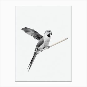 Parrot B&W Pencil Drawing 4 Bird Canvas Print