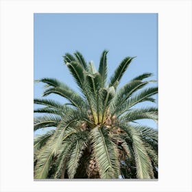 Palm Tree Against Blue Sky, Tenerife, Canary Islands Canvas Print