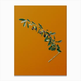 Vintage Olives Botanical on Sunset Orange n.0310 Canvas Print