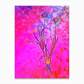 Allium Carolinianum Botanical in Acid Neon Pink Green and Blue n.0019 Canvas Print