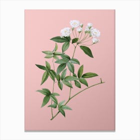 Vintage Lady Bank's Rose Botanical on Soft Pink Canvas Print