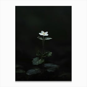 Single Flower In The Dark 96 Canvas Print