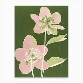 Pink & Green Hellebore 3 Canvas Print