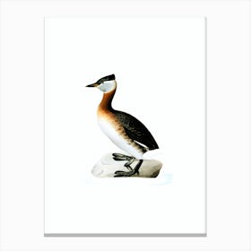 Vintage Red Necked Grebe Male Bird Illustration on Pure White Canvas Print