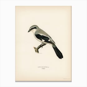 Great Grey Shrike (Lanius Excubitor), The Von Wright Brothers Canvas Print