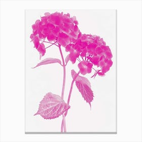 Hot Pink Hydrangea 3 Canvas Print