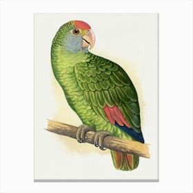 Parrot 33 Canvas Print