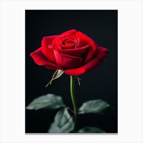 Red Rose On Black Background 5 Canvas Print