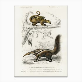 Pygmy Anteater (Cyclopes Didactylus) And Giant Anteater (Myrmecophaga Tridactyla), Charles Dessalines D' Orbigny Canvas Print