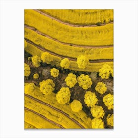 Aerial View Of Yellow Rice Fields Canvas Print