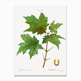 Silver Maple, Pierre Joseph Redoute Canvas Print