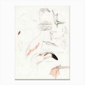 Studies Of A Flamingo (1873–1917), Theo Van Hoytema Canvas Print