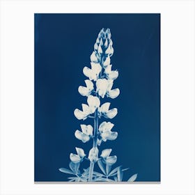 Lupine Canvas Print