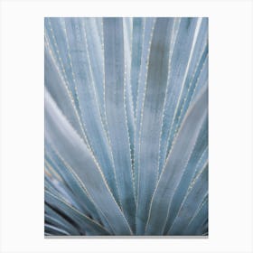 Pastelblue aloe vera leaves in a pattern - mexico nature and travel photography by Christa Stroo Photography Canvas Print