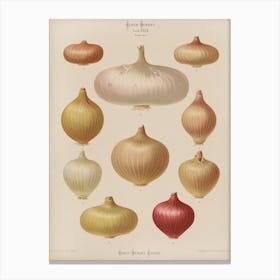 Onion Print Canvas Print