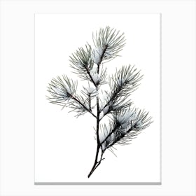 Pine Branch Covered in Snow 1 Canvas Print