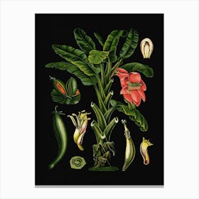 Vintage Bollmann 2 Banane Canvas Print