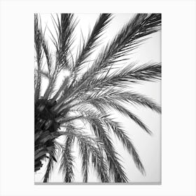 Black and white palmtree in Spain - summer botanical nature and travel photography by Christa Stroo Photography Canvas Print