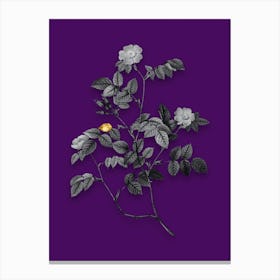 Vintage Sweetbriar Rose Black and White Gold Leaf Floral Art on Deep Violet n.1047 Canvas Print