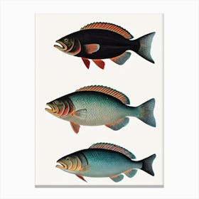 Grouper Vintage Poster Canvas Print