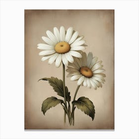 Marguerite Daisy floral Canvas Print