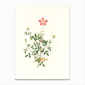 Rosa Rubiginosa 1 Canvas Print