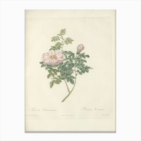 Rose Illustration, Pierre Joseph Redoute (40) Canvas Print