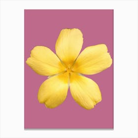 Yellow Flower On Pink Background Canvas Print