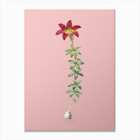 Vintage Wood Lily Botanical on Soft Pink n.0356 Canvas Print