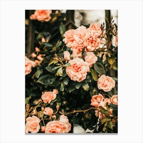 Pink Camellia Flowers Canvas Print