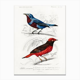 Different Types Of Birds, Charles Dessalines D'Orbigny 28 Canvas Print