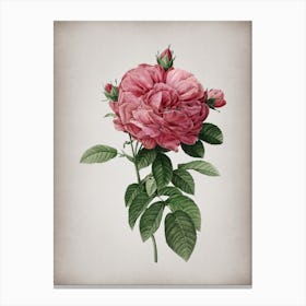 Vintage Giant French Rose Botanical on Parchment n.0430 Canvas Print