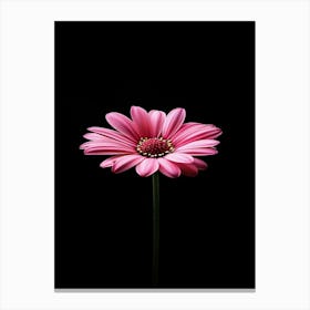 Gerbera Daisy Canvas Print