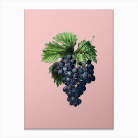 Vintage Grape Vine Botanical on Soft Pink Canvas Print