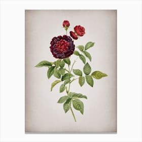 Vintage One Hundred Leaved Rose Botanical on Parchment n.0888 Canvas Print