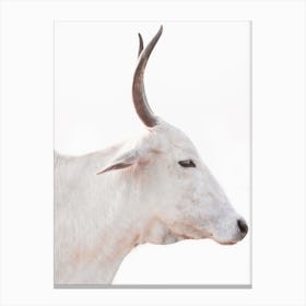 White Cow With Horns Canvas Print