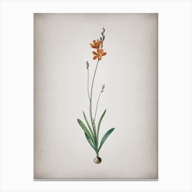 Vintage Mossel Bay Tritonia Botanical on Parchment n.0217 Canvas Print