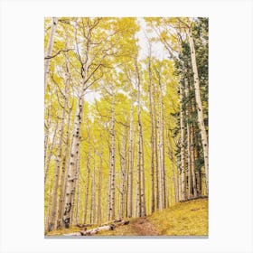 Aspen Tree Forest Canvas Print