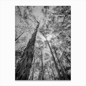 Eucalyptus Trees Canvas Print
